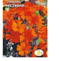 цветок Лихнис Везувий (красно-оранжевый, коричневый лист) (Евро, 0,25)  - фото