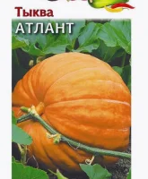 тыква Атлант (Евро, 1)  - фото
