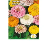 цветок Цинния Санта-Мария (георгиновидная, смесь крупных цветов) (Евро, 0,5)  - фото