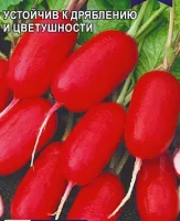 Редис Чемпион (МФ,3)  - фото