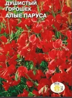 цветок Душистый Горошек Алые паруса (красный) (Евро, 1)  - фото