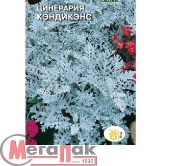 цветок Цинерария Кэндикенс (морская) (Евро, 0,1)  - фото