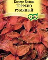 Колеус Тэррено румяный* 4 шт.   - фото