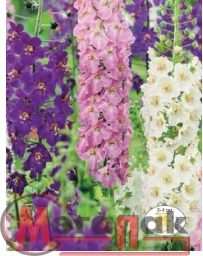 цветок Вербаскум Гирлянда  (коровяк, смесь цветов) (Евро, 0,1)  - фото