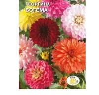 цветок Георгина Богема  (высокорослая смесь цветов) (Евро, 0,2)  - фото