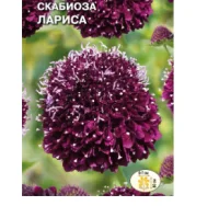 цветок Скабиоза Лариса (вид: темно-пурпуровая, пурпурная) (Евро, 0,1)  - фото