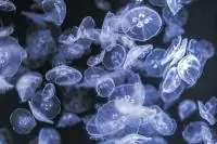 Картина на стекле 30*20 см "Синие медузы"  - фото