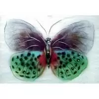 Картины шерстью 20*30см "Бабочка "Баттерфляй"  - фото