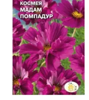 цветок Космея Мадам Помпадур (бипиннатус, махровая, бордовая) (Евро, 0,04)  - фото