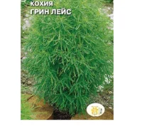 цветок Кохия Грин лейс( веничная) (Евро, 0,3)  - фото