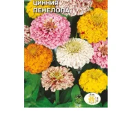 цветок Цинния Пенелопа (смесь с полосатой расцветкой цветка) (Евро, 0,2)  - фото