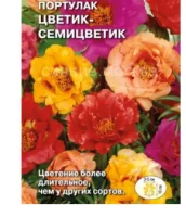 цветок Портулак Цветик-семицветик (крупноцветковый, махровый, смесь) (Евро, 0,1)  - фото