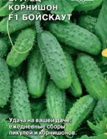 огурец Бойскаут F1 (Евро, 0,3)  - фото