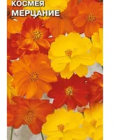 цветок Космея Мерцание (сульфуриус, смесь цветов) (Евро, 0,15)  - фото