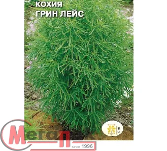 цветок Кохия Грин лейс( веничная) (Евро, 0,3)  - фото