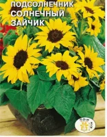 цветок Подсолнечник Солнечный зайчик (низкорослый, крупноцветковый) (Евро, 1)  - фото