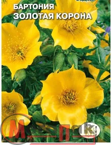 цветок Бартония Золотая корона (золотистая) (Евро, 0,2)  - фото