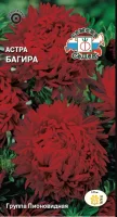 цветок Астра Багира (пионовидная бордовая) (Евро, 0,2)  - фото