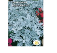 цветок Цинерария Кэндикенс (морская) (Евро, 0,1)  - фото