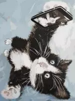 Живопись по номерам 30x40см "Котенок делает селфи"   - фото