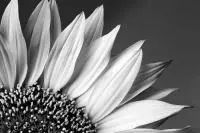 Картина на холсте "Цветок подсолнуха", 60x40 см   - фото