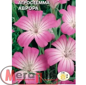 Цветок Агростемма Аврора (изящная) (Евро, 0,1) Цветок Агростемма Аврора (изящная) (Евро, 0,1)  - фото