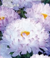 цветок Астра Полька (пионовидная) (Евро, 0,25)  - фото