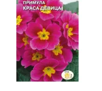 цветок Примула Краса девица (бесстебельная, розовая) (Евро, 5)  - фото