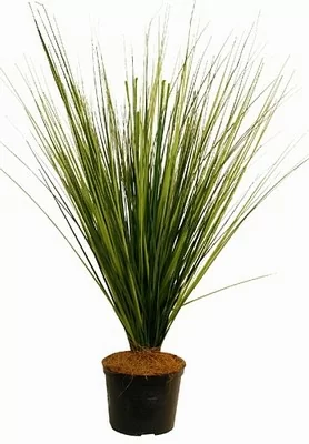 Комнатное растение Осока (латинское Carex)
