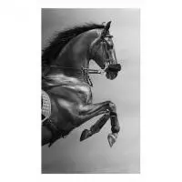 Картина на холсте 30x50 Лошадь на дыбах  - фото