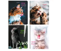 Тетрадь А5 80л. BRAUBERG гребень, клетка,глянцевая ламинация,Довольные Коты (микс в спайке),404417 Микс - фото