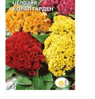 цветок Целозия Шанхай (перистая, малиновые цветки, т.-бордовый лист) 0,1 (Евро, 0,1)  - фото