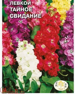 цветок Левкой Тайное свидание ( маттиола, карликовая смесь) (Евро, 0,1)  - фото