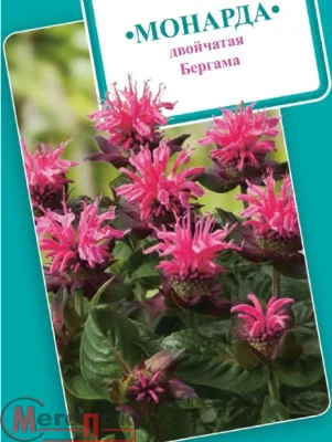 Монарда двойчатая Бергама* 0,05 г Монарда двойчатая Бергама* 0,05 г  - фото