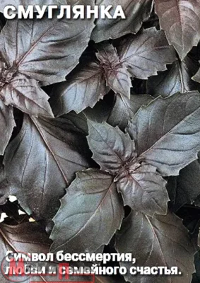 ДУ базилик Смуглянка (Евро, 0,2) ДУ базилик Смуглянка (Евро, 0,2)  - фото