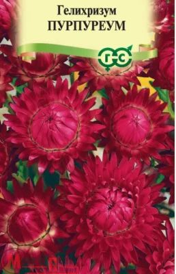 Гелихризум Пурпуреум* 0,1 г  - фото