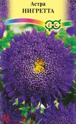 Астра Нигретта, однолетняя, (принцесса темно-фиолетовая) 0,3 г Астра Нигретта, однолетняя, (принцесса темно-фиолетовая) 0,3 г  - фото
