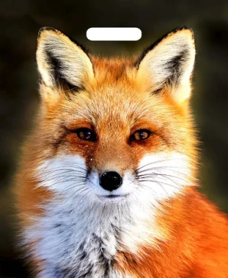 ТЦ 10шт Сумка-пакет 40*31 прор.ручкой Микс  - фото