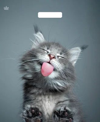 ТЦ50штСумка-пакет 38*47 прор.ручка лам Кот  - фото