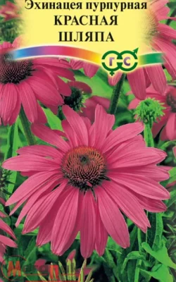 Эхинацея Красная шляпа* 0,1 г Эхинацея Красная шляпа* 0,1 г  - фото