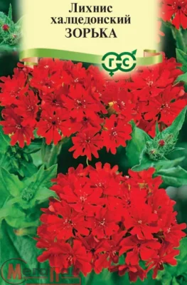 Лихнис халцедонский Зорька* 0,1 г Лихнис халцедонский Зорька* 0,1 г  - фото