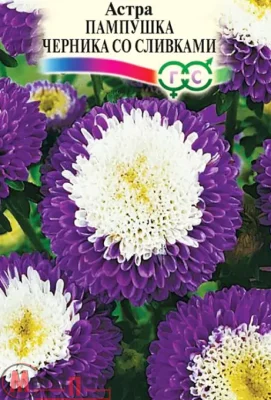 Астра Пампушка черника со сливками, однолетняя (помпонная) 0,3 г  - фото