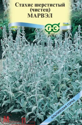 Чистец византийский (Стахис) Марвэл* 0,05 г  серия Альпийская горка Чистец византийский (Стахис) Марвэл* 0,05 г  серия Альпийская горка  - фото