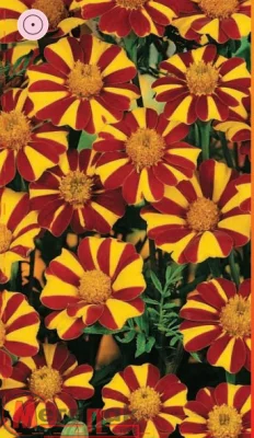 Бархатцы Джолли Джестер 0,3 гр Бархатцы Джолли Джестер 0,3 гр  - фото