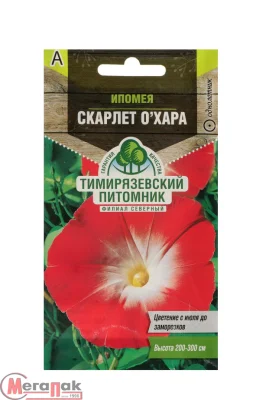 Ипомея пурпурная Скарлет О' Хара 1 гр. Ипомея пурпурная Скарлет О' Хара 1 гр.  - фото