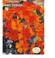 цветок Лихнис Везувий (красно-оранжевый, коричневый лист) (Евро, 0,25)  - фото