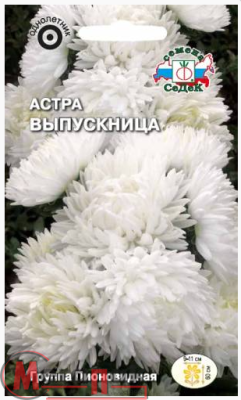 цветок Астра Выпускница (пионовидная, белая) (Евро, 0,2)  - фото