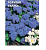 ДУ цветок Агератум Голубая Сказка ( мексиканский,сиренево-голубой) (Евро, 0,1)  - фото