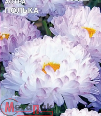 цветок Астра Полька (пионовидная) (Евро, 0,25)  - фото