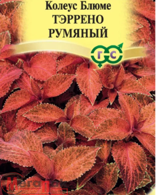 Колеус Тэррено румяный* 4 шт.  - фото